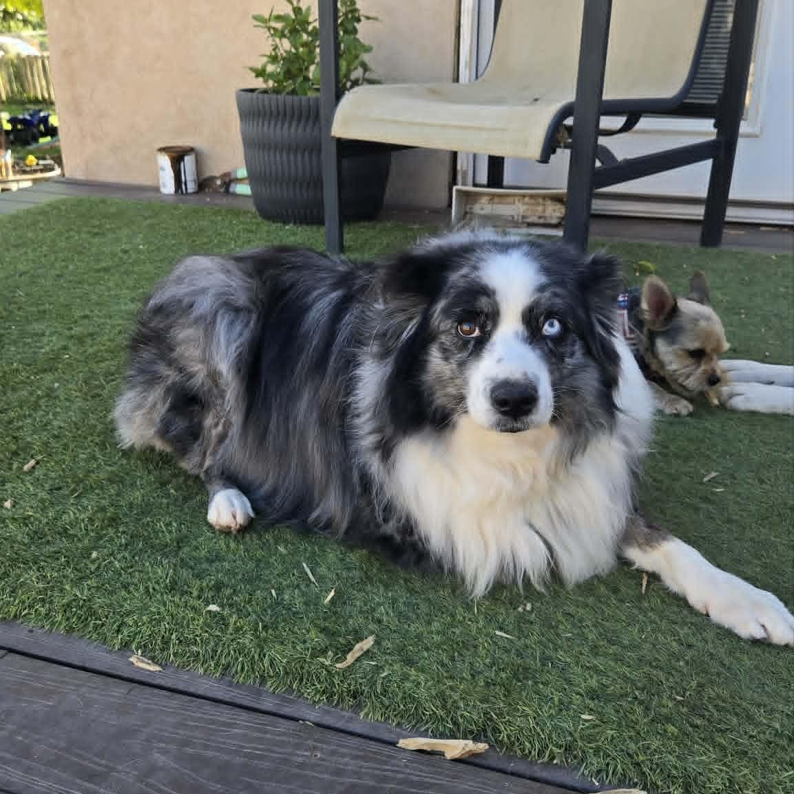 Rodeo, an adopted Australian Shepherd in St. George, UT image 4/4