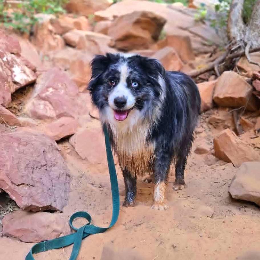 Rodeo, adopted, Adult Female Australian Shepherd.