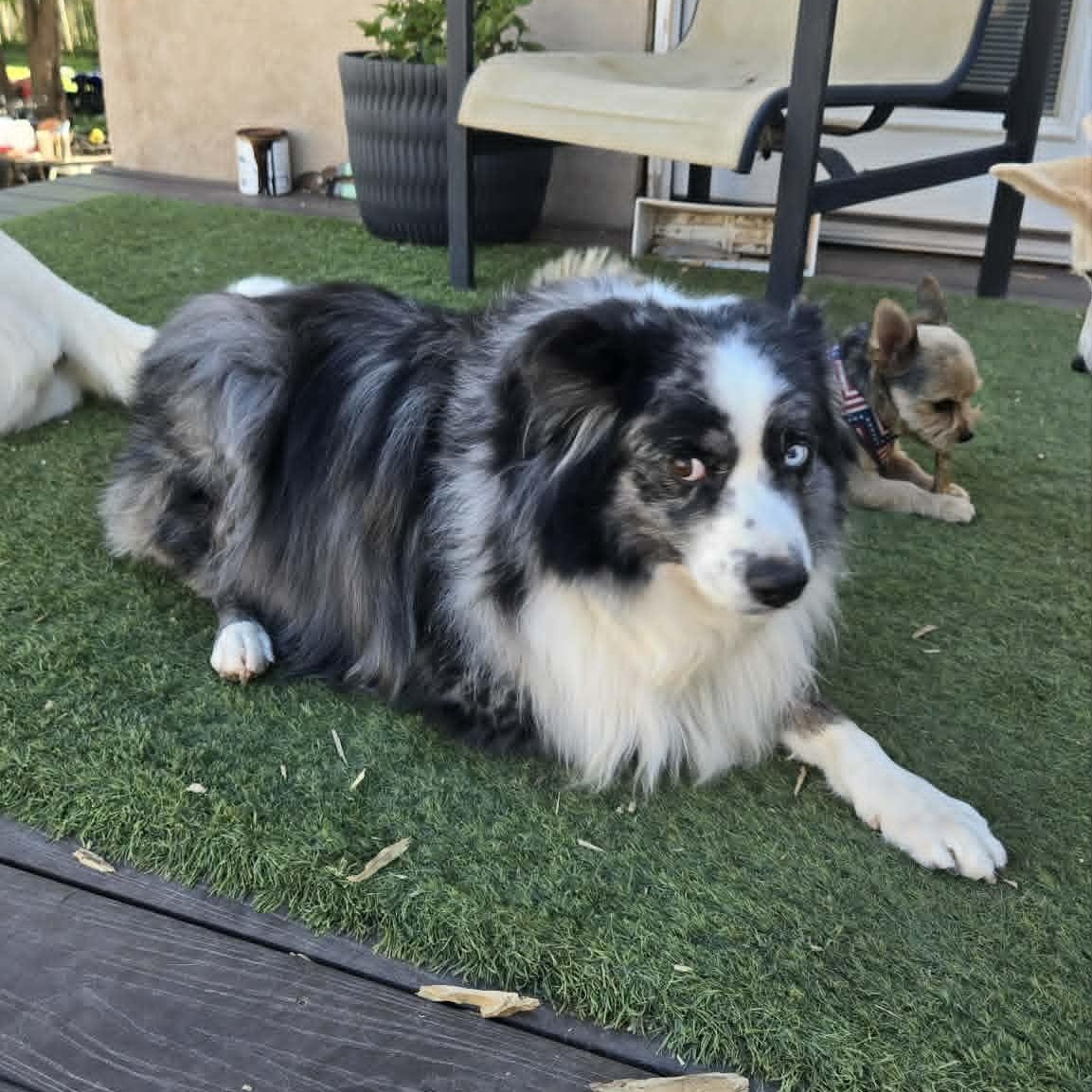 Rodeo, an adopted Australian Shepherd in St. George, UT image 3/4