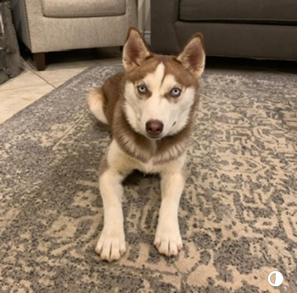 Kira, a Adoptable Siberian Husky in Hurricane, UT image 1/2