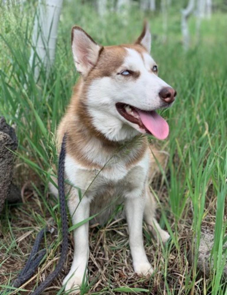 Kira, a Adoptable Siberian Husky in Hurricane, UT image 2/2