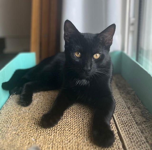 Solitude, Adoptable, Young Female Domestic Short Hair.