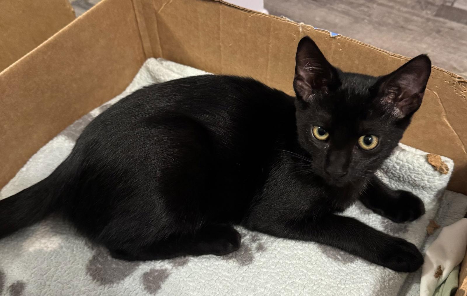 Enlarge Solitude, a Adopted Domestic Short Hair in Mission Viejo, CA image 2/3