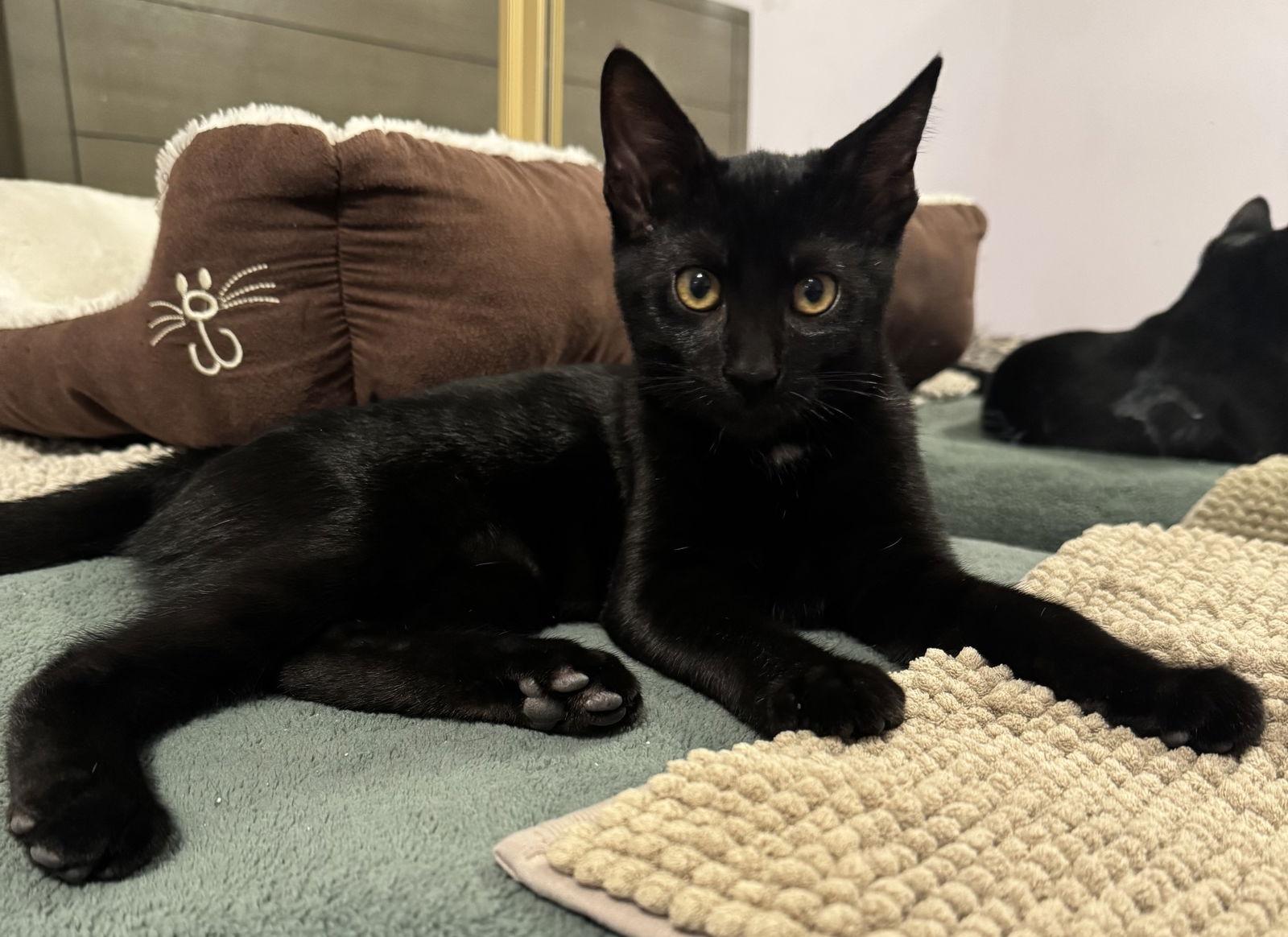 Enlarge Solitude, a Adopted Domestic Short Hair in Mission Viejo, CA image 3/3