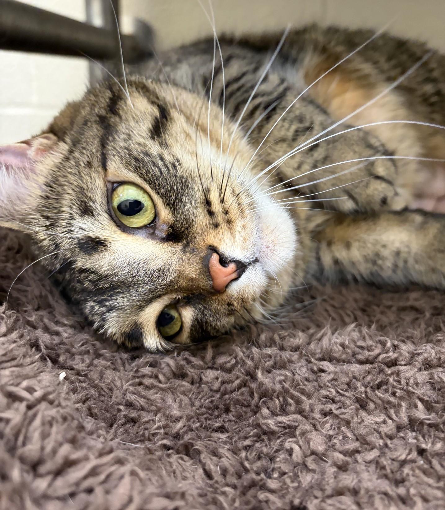 Enlarge Monkey, an adopted Domestic Short Hair in Mississauga, ON image 1/6