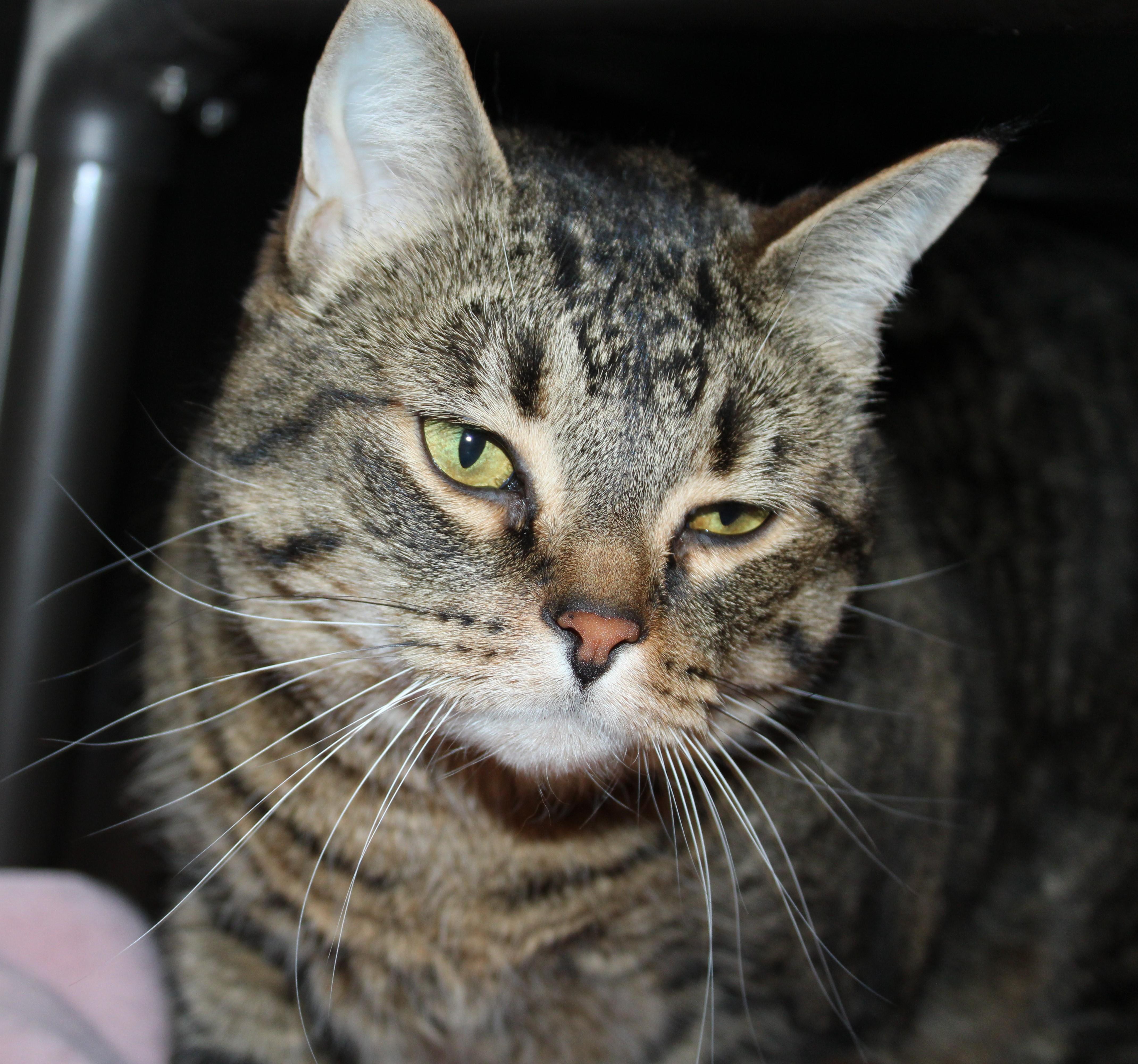 Enlarge Monkey, an adopted Domestic Short Hair in Mississauga, ON image 3/6