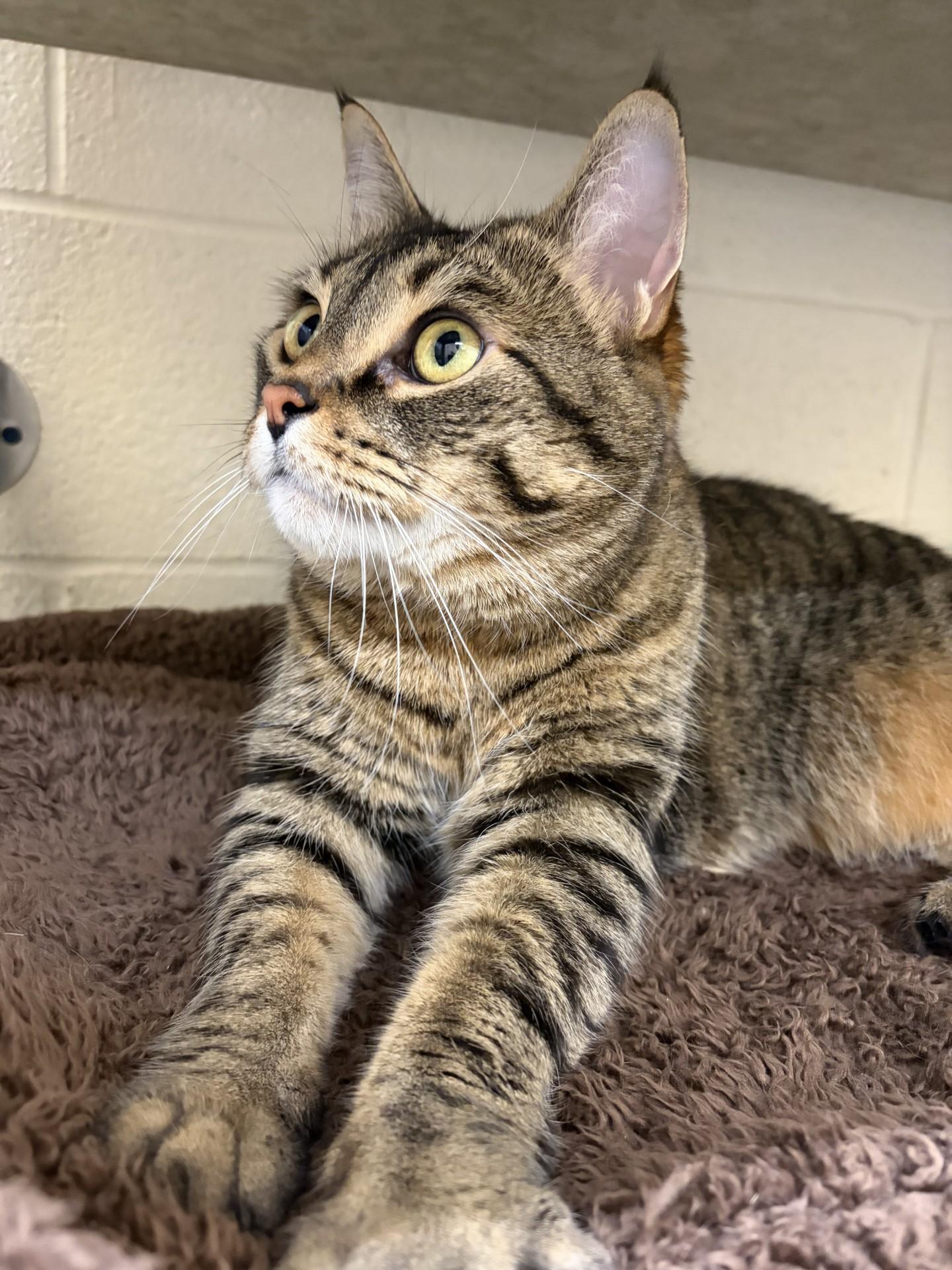 Enlarge Monkey, an adopted Domestic Short Hair in Mississauga, ON image 5/6