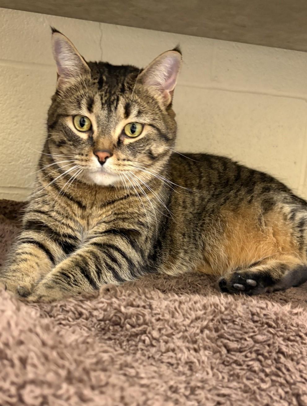 Enlarge Monkey, an adopted Domestic Short Hair in Mississauga, ON image 6/6