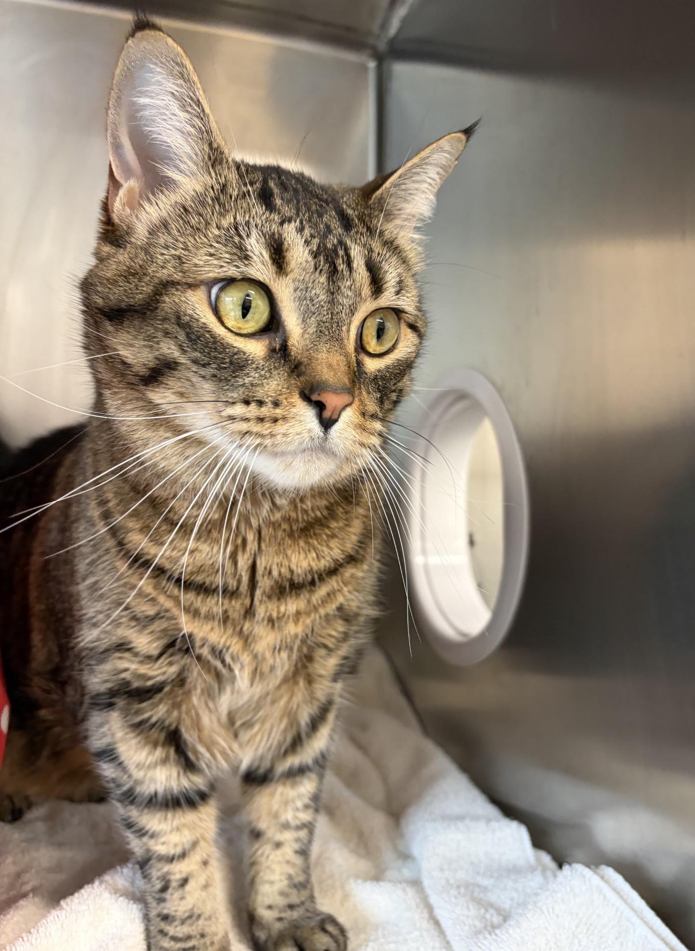 Enlarge Monkey, an adopted Domestic Short Hair in Mississauga, ON image 4/6