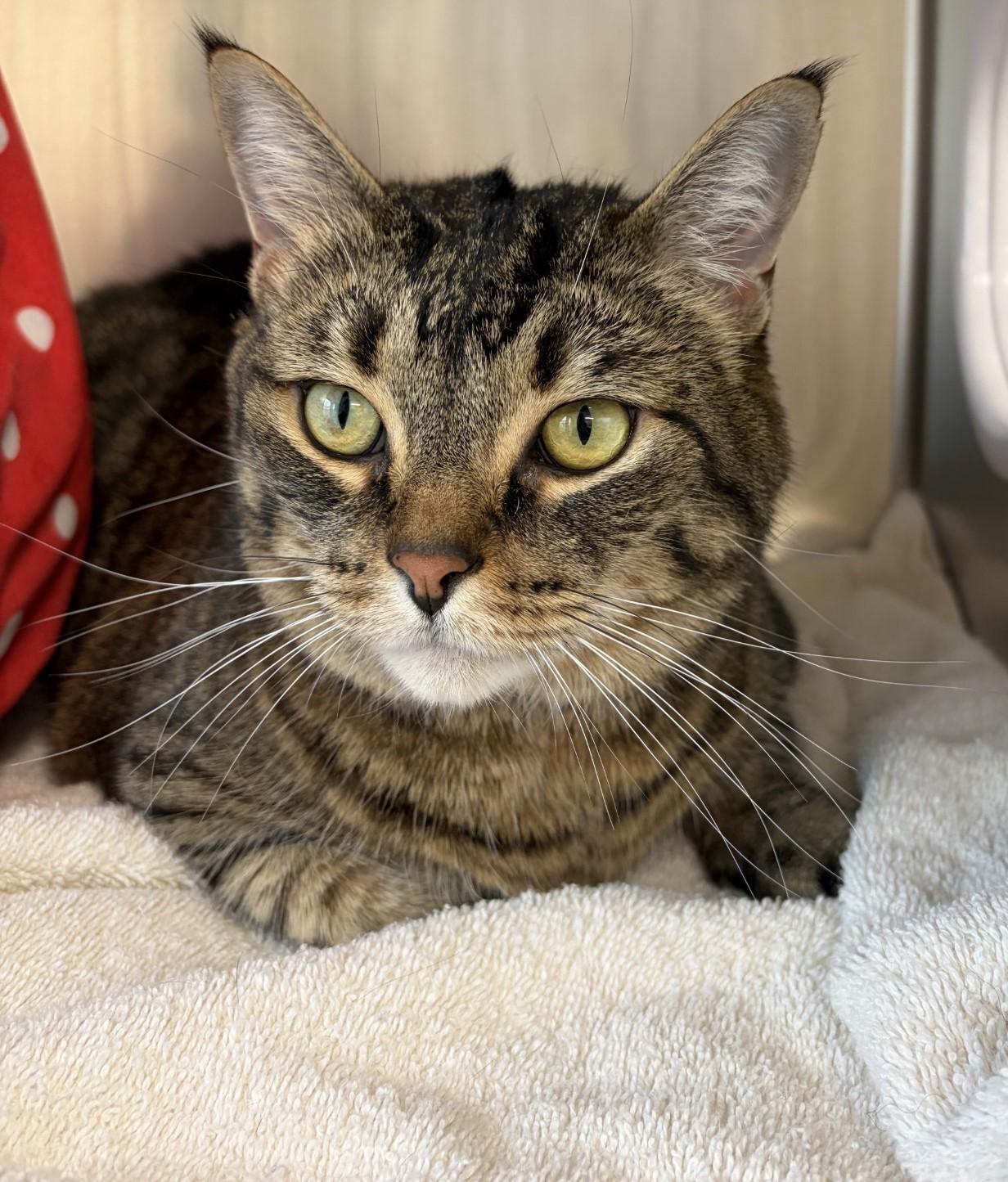 Enlarge Monkey, an adopted Domestic Short Hair in Mississauga, ON image 2/6