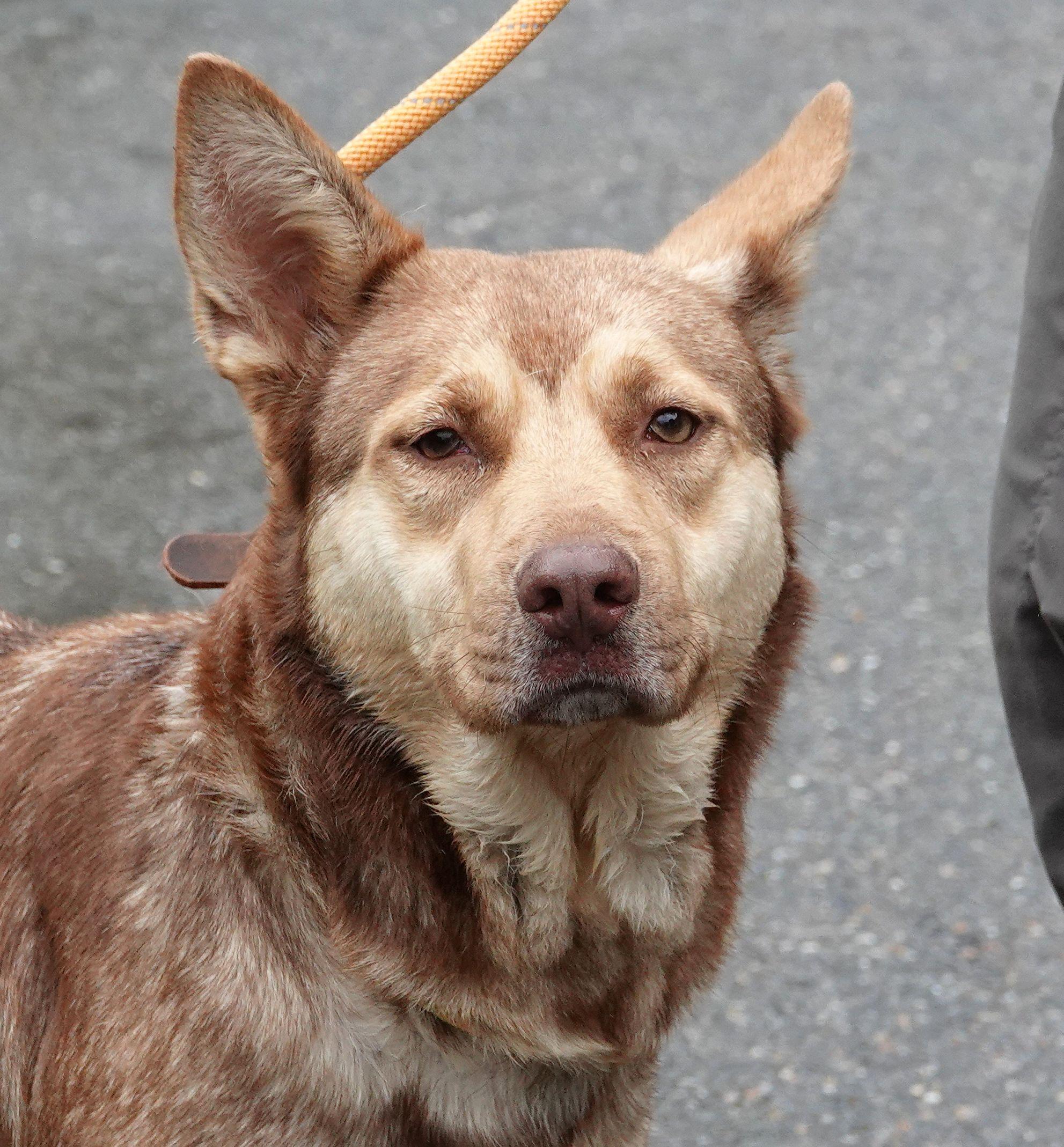 Joon - REDUCED ADOPTION FEE, Young Female unknown