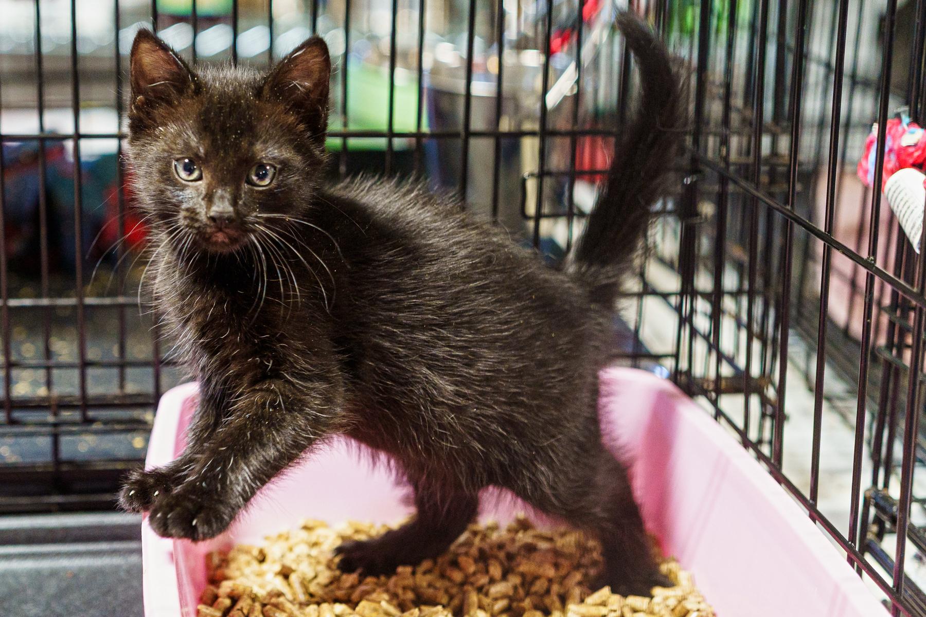 Sapphire and Amethyst, an adopted Domestic Medium Hair in LAMPASAS, TX image 2/5