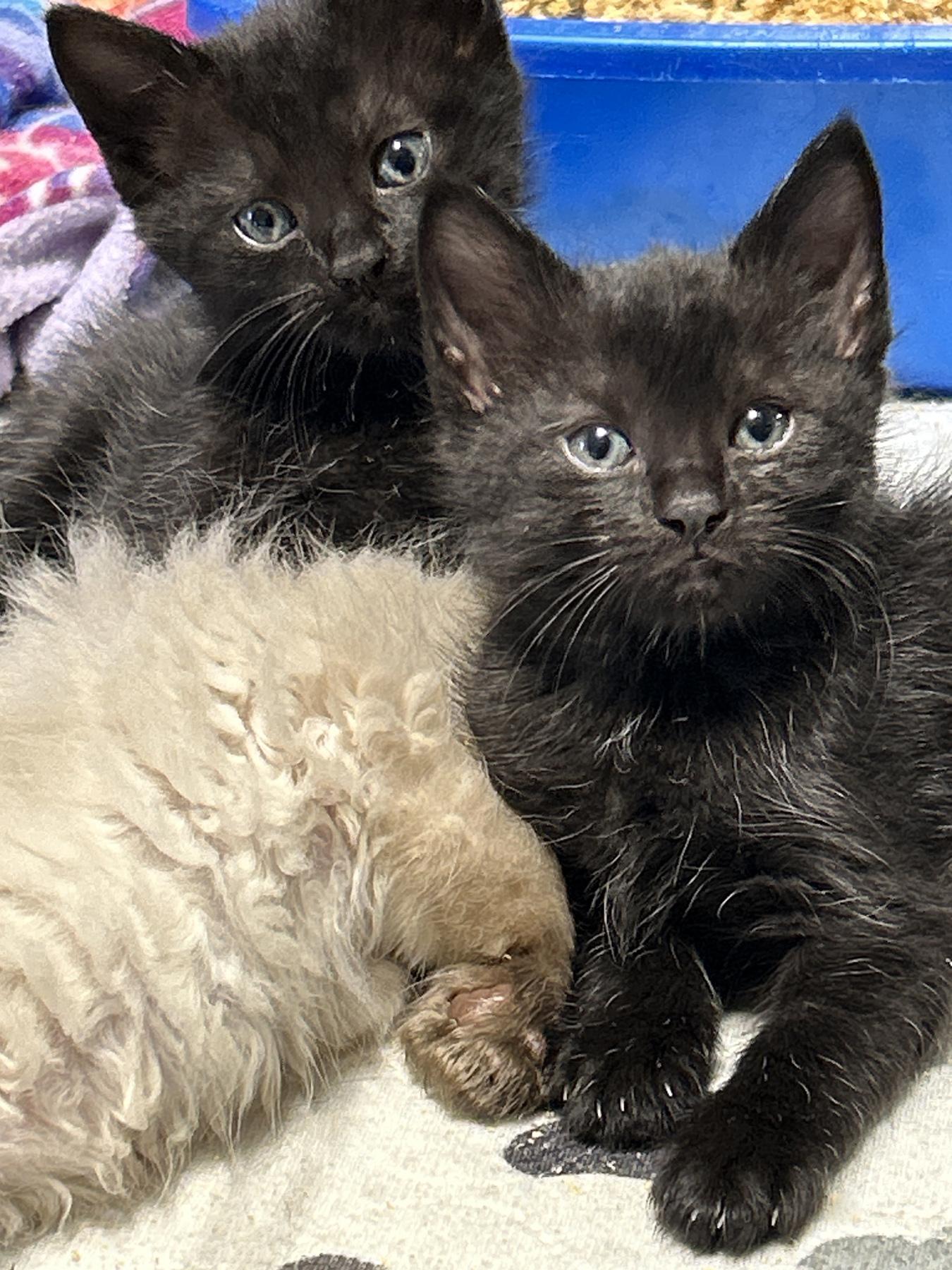 Sapphire and Amethyst, an adopted Domestic Medium Hair in LAMPASAS, TX image 4/5