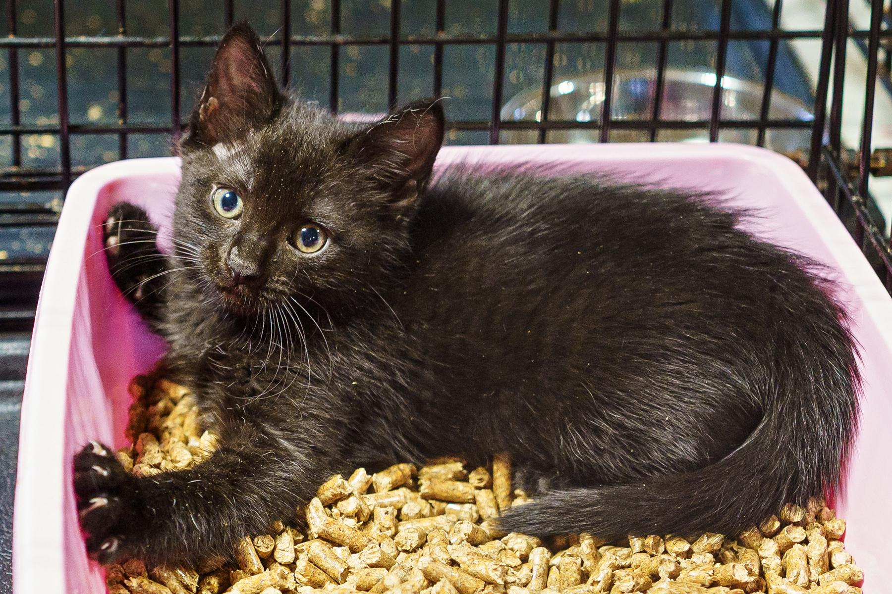 Sapphire and Amethyst, adopted, Young Female Domestic Medium Hair.