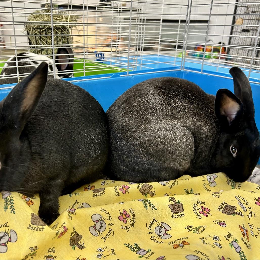 Enlarge Capricorn, a Adoptable American in Henderson, NV image 2/3