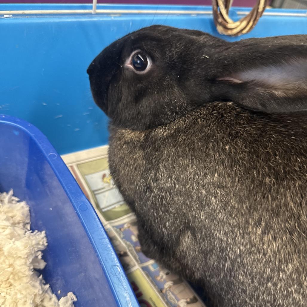 Enlarge Capricorn, a Adoptable American in Henderson, NV image 3/3