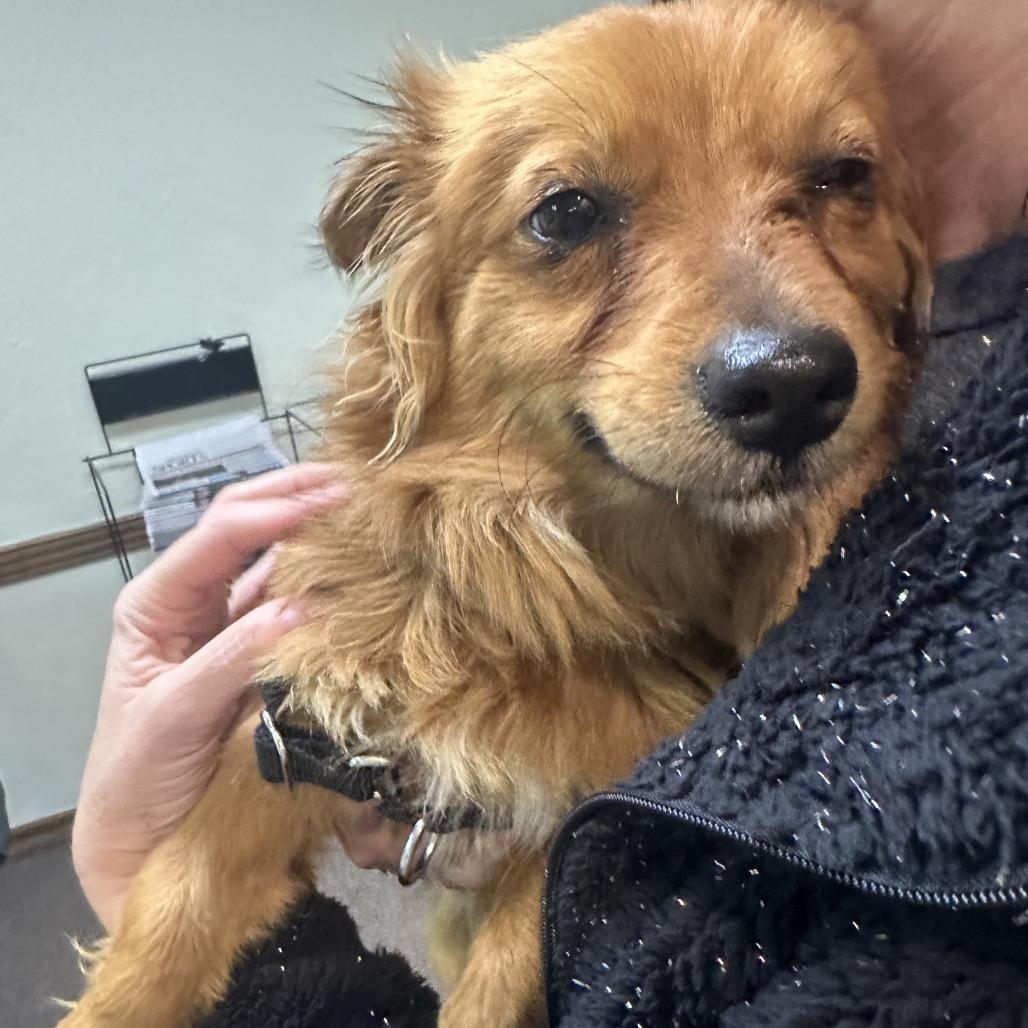 Goldie C-34429, Adoptable, Adult Female Pomeranian & Dachshund.