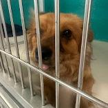 Enlarge Goldie C-34429, a Adoptable mixed breed in Oklahoma City, OK image 3/3