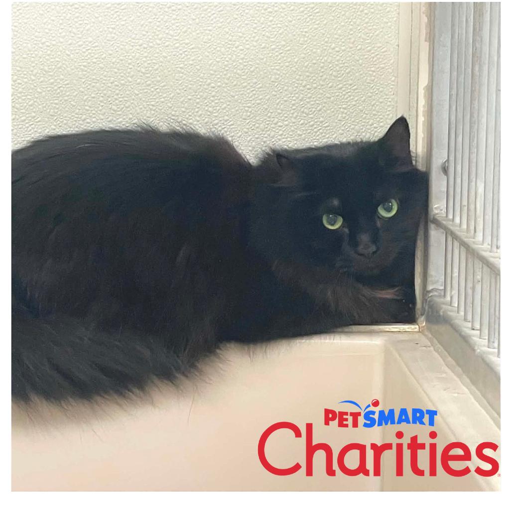Felix, Adoptable, Senior Male Domestic Long Hair.