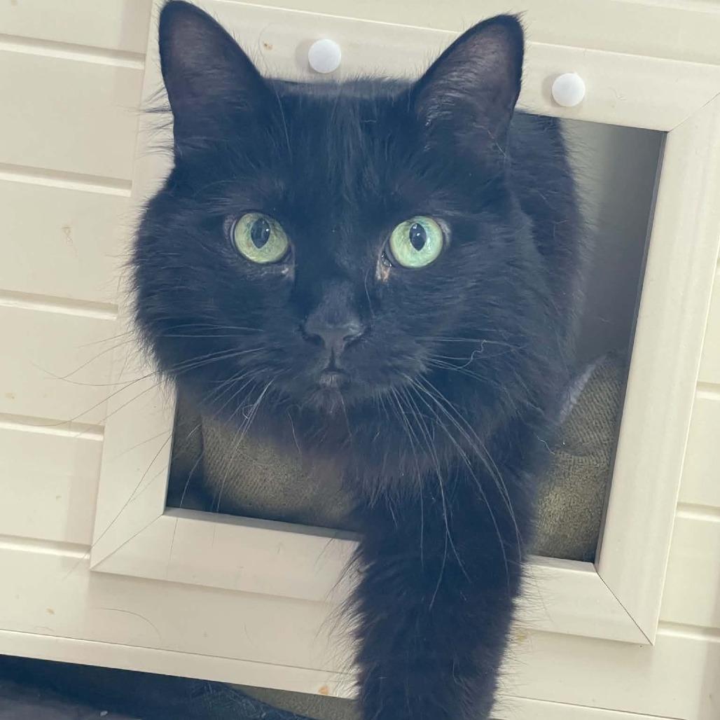 Felix, a Adoptable Domestic Long Hair in St. Helena, CA image 2/4