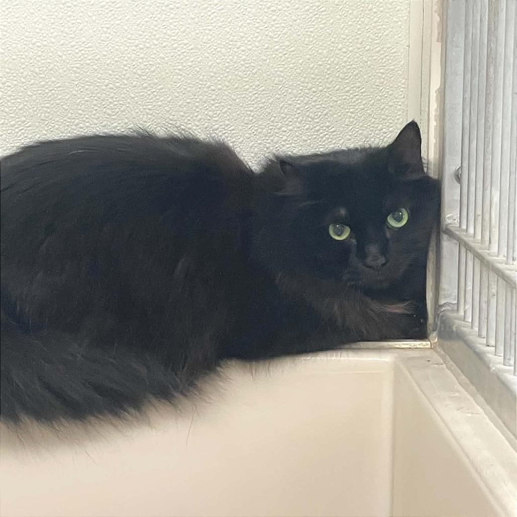 Felix, a Adoptable Domestic Long Hair in St. Helena, CA image 3/4