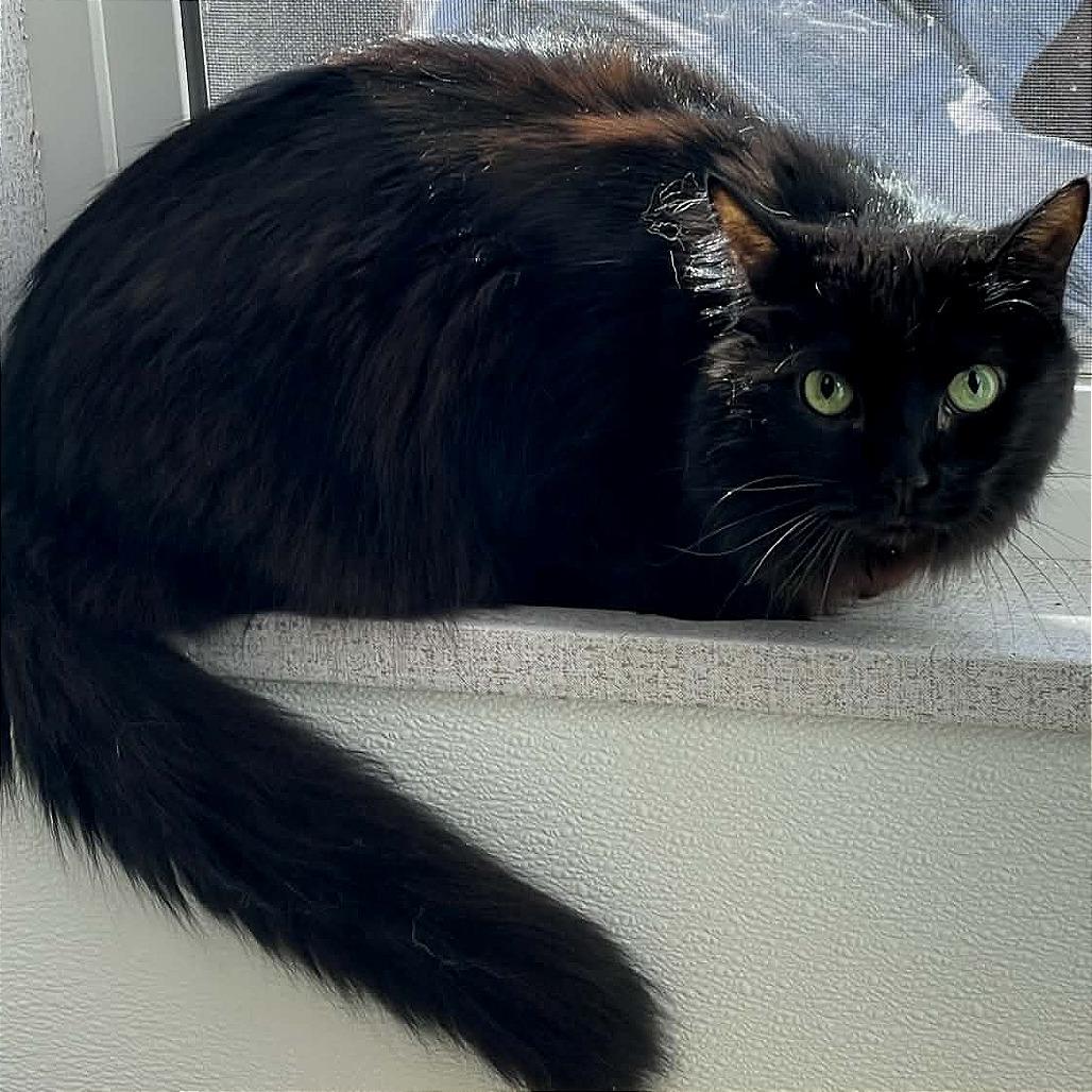 Felix, a Adoptable Domestic Long Hair in St. Helena, CA image 4/4