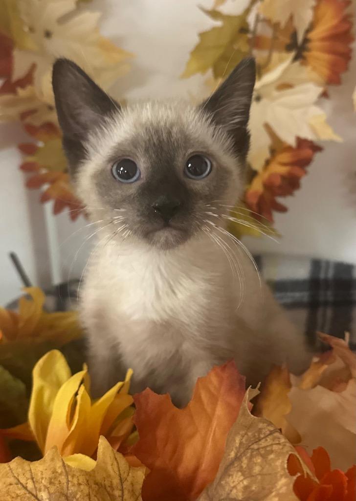 8/6/25 - Key, Adopted, Kitten Male Domestic Short Hair.