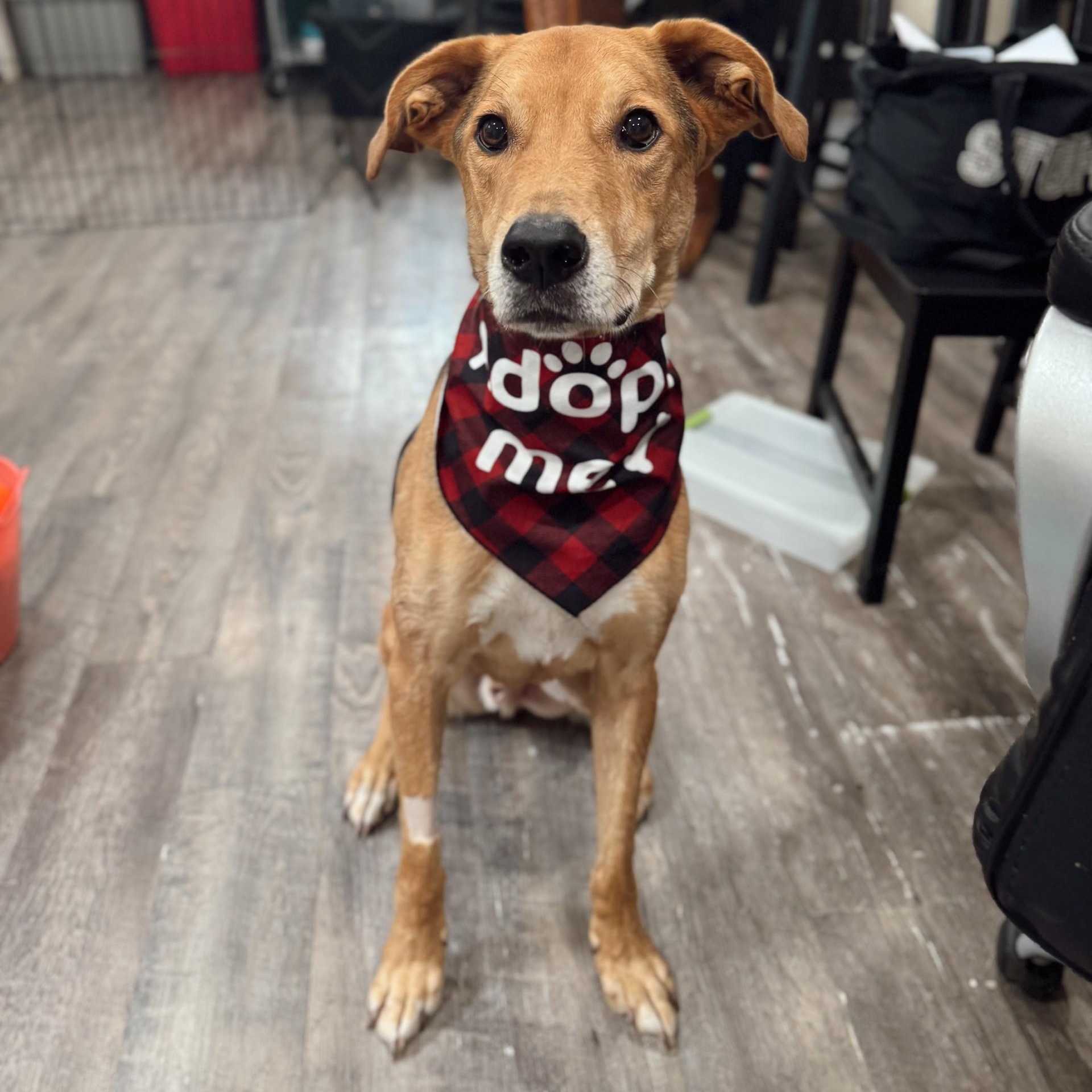 Daario, Adoptable, Senior Male Mixed Breed & Labrador Retriever.