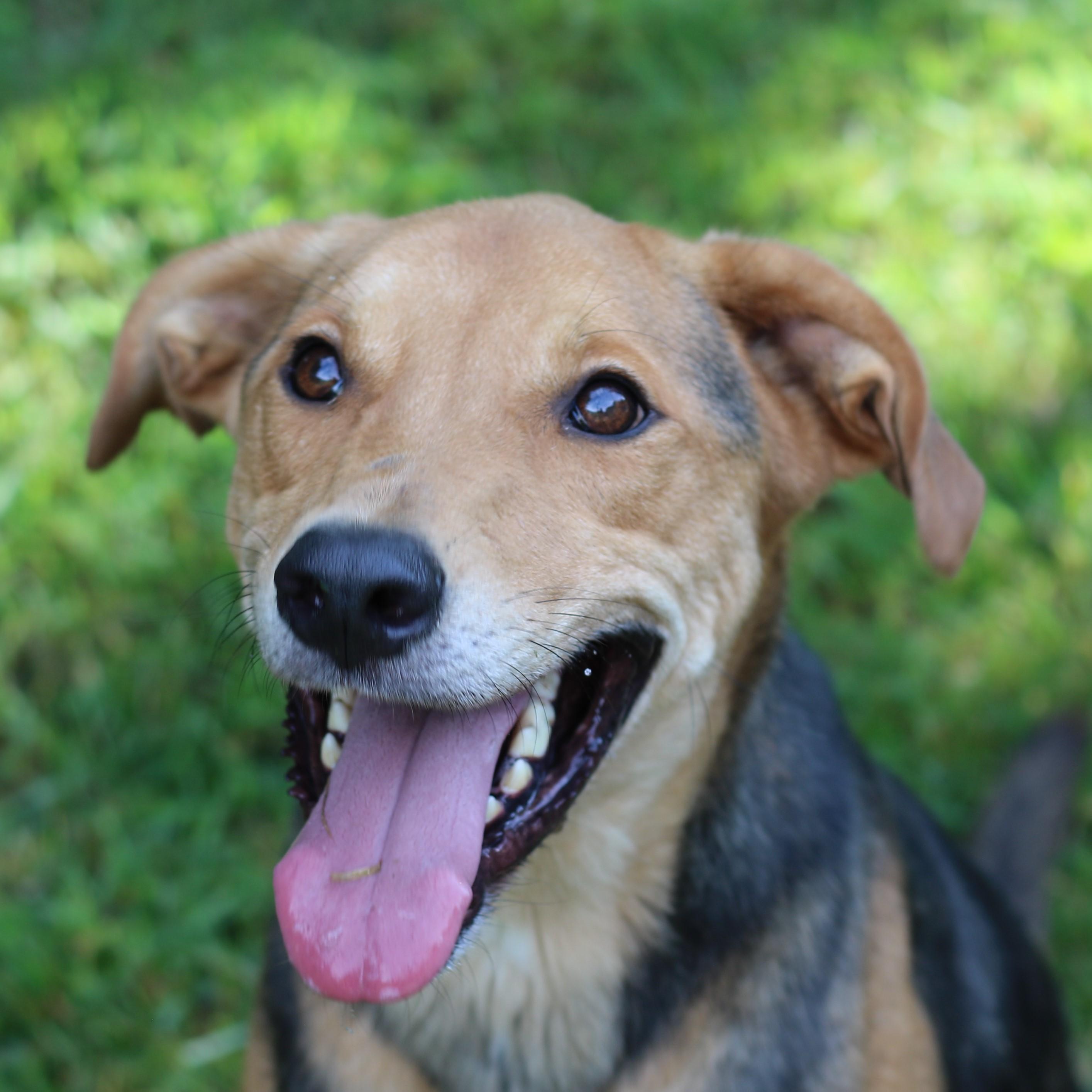 Enlarge Daario, a Adoptable mixed breed in Rossville, TN image 2/9