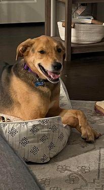 Enlarge Daario, a Adoptable mixed breed in Rossville, TN image 4/9