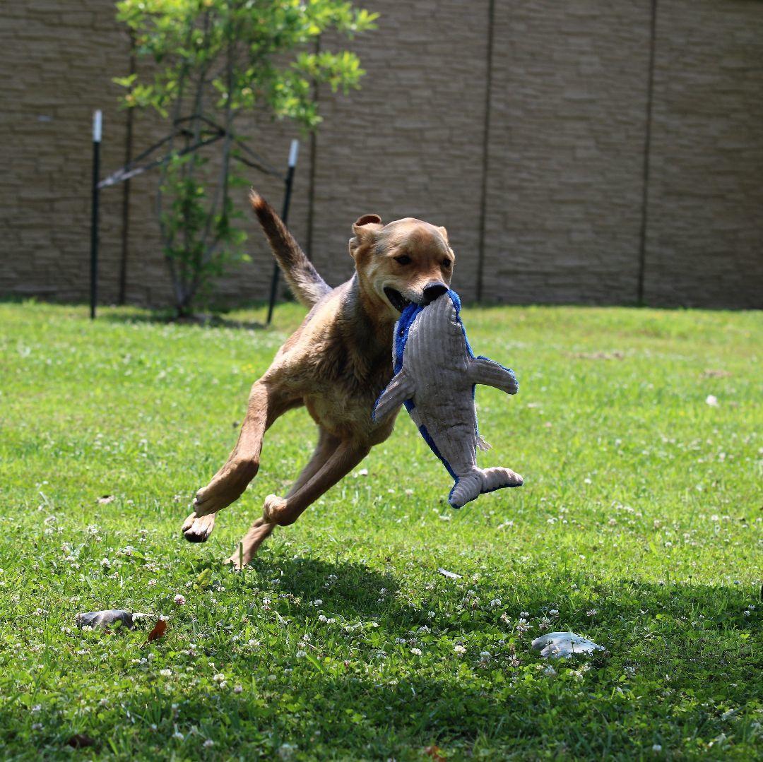 Daario, Adult Male Mixed Breed
