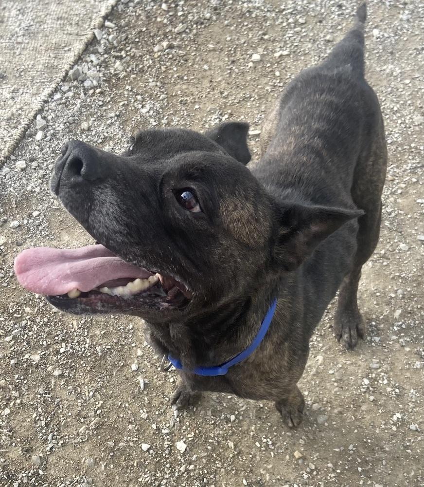 Anyra, Adoptable, Adult Female Pit Bull Terrier.
