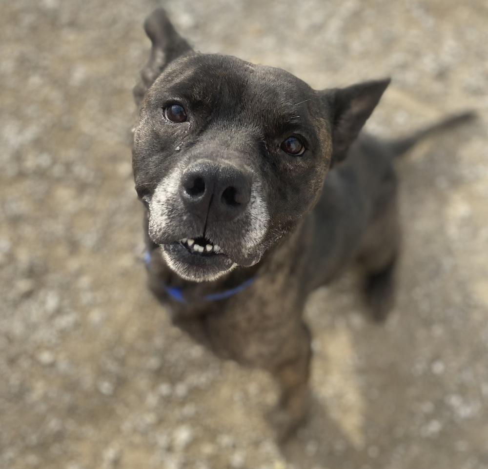 Enlarge Anyra, a Adoptable mixed breed in Evansville, IN image 2/5
