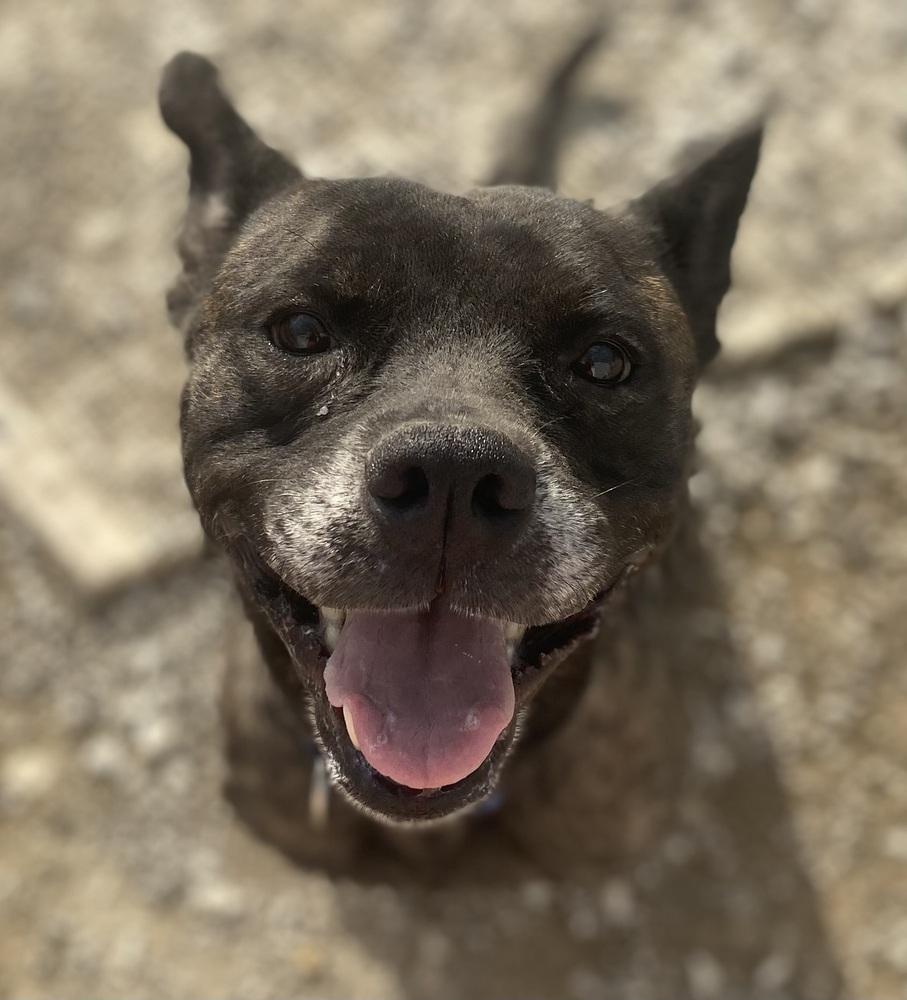 Enlarge Anyra, a Adoptable mixed breed in Evansville, IN image 3/5