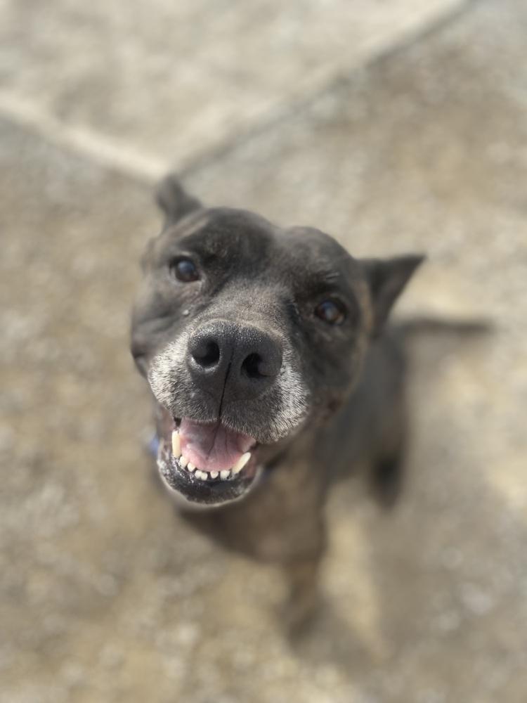 Enlarge Anyra, a Adoptable mixed breed in Evansville, IN image 4/5