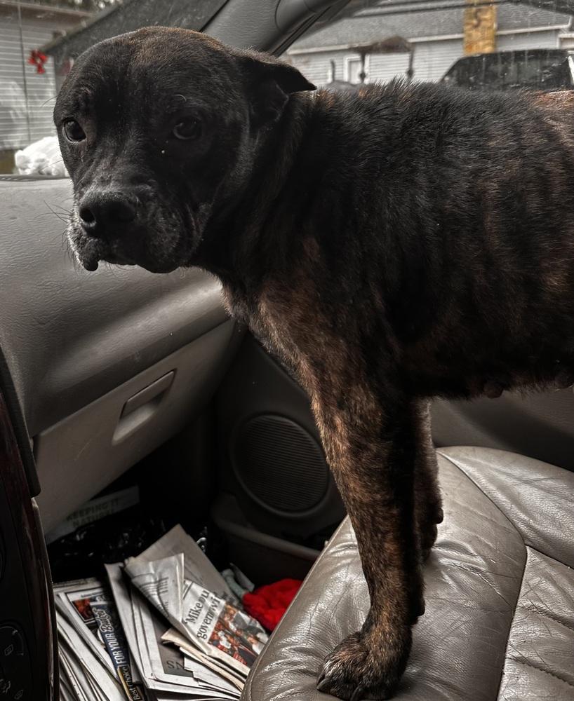 Enlarge Anyra, a Adoptable mixed breed in Evansville, IN image 5/5