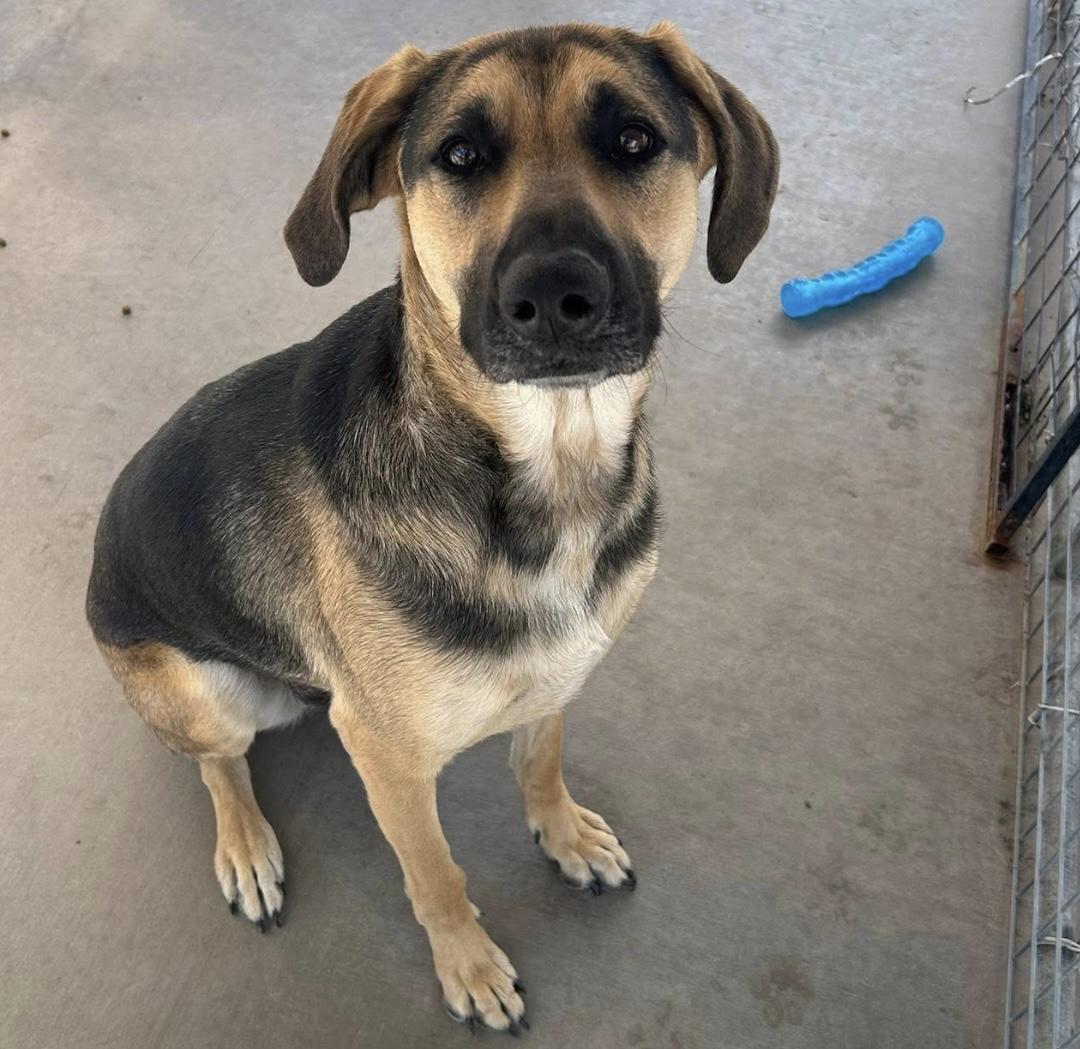 Mayzee, ADOPTABLE, Adult Female German Shepherd Dog & Labrador Retriever.