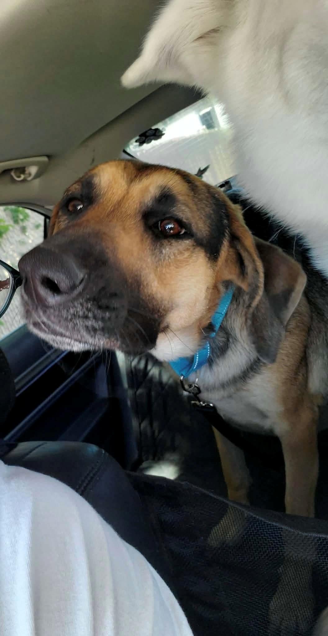 Mayzee, a ADOPTABLE mixed breed in Plummer, ID image 2/3
