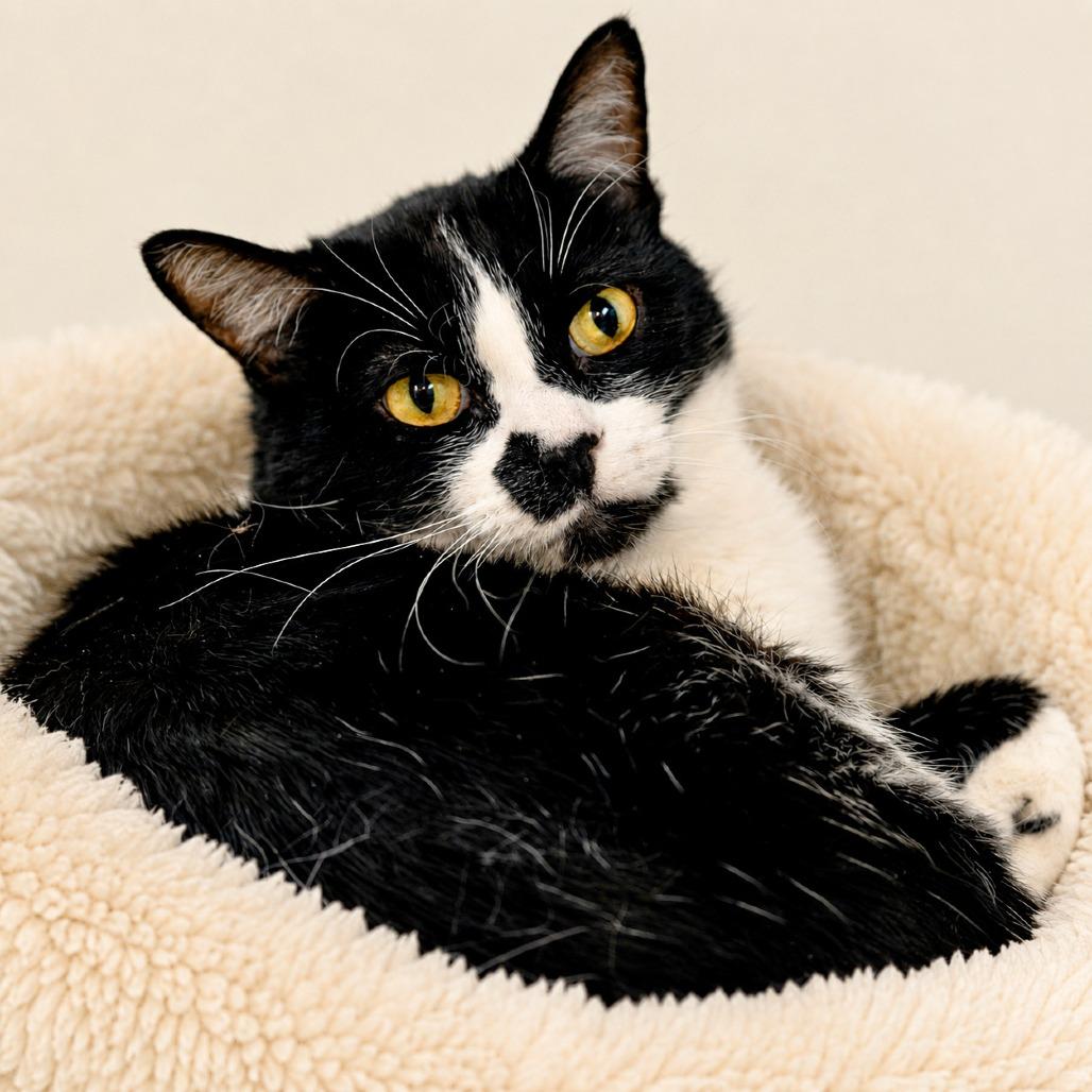 Enlarge Indy, a Adoptable Domestic Short Hair in Las Vegas, NV image 3/5