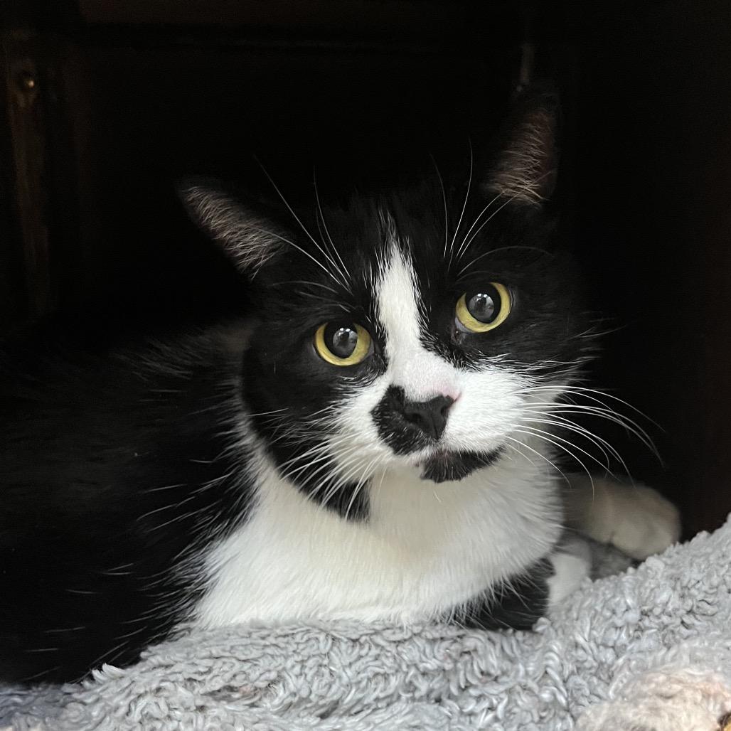 Enlarge Indy, a Adoptable Domestic Short Hair in Las Vegas, NV image 4/5