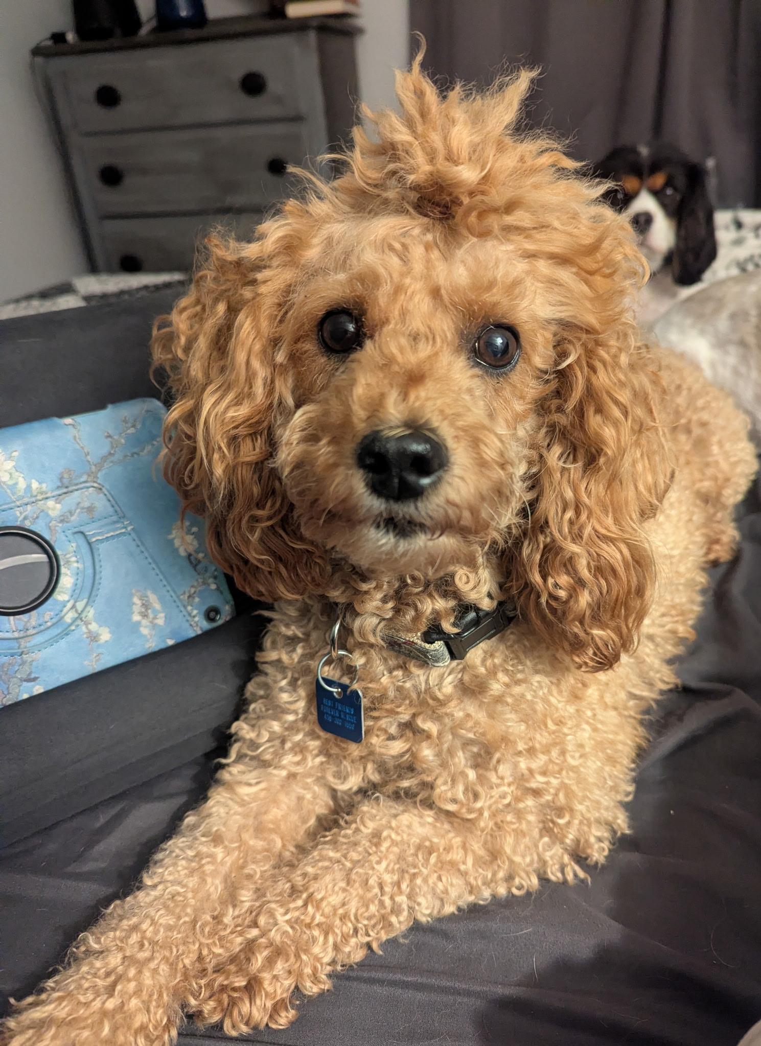 Harlow, a ADOPTABLE Miniature Poodle in Maumee, OH image 2/4