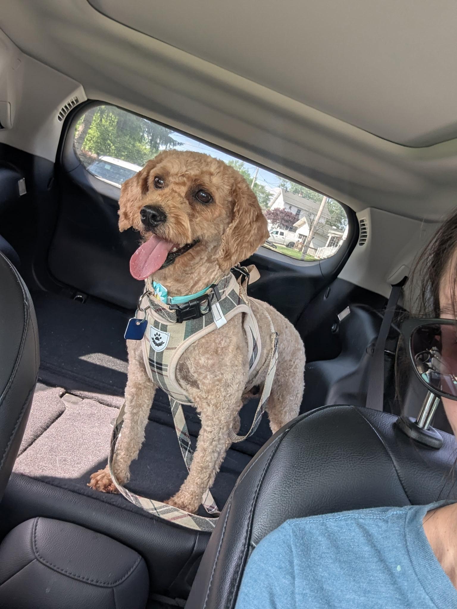 Harlow, a ADOPTABLE Miniature Poodle in Maumee, OH image 3/4