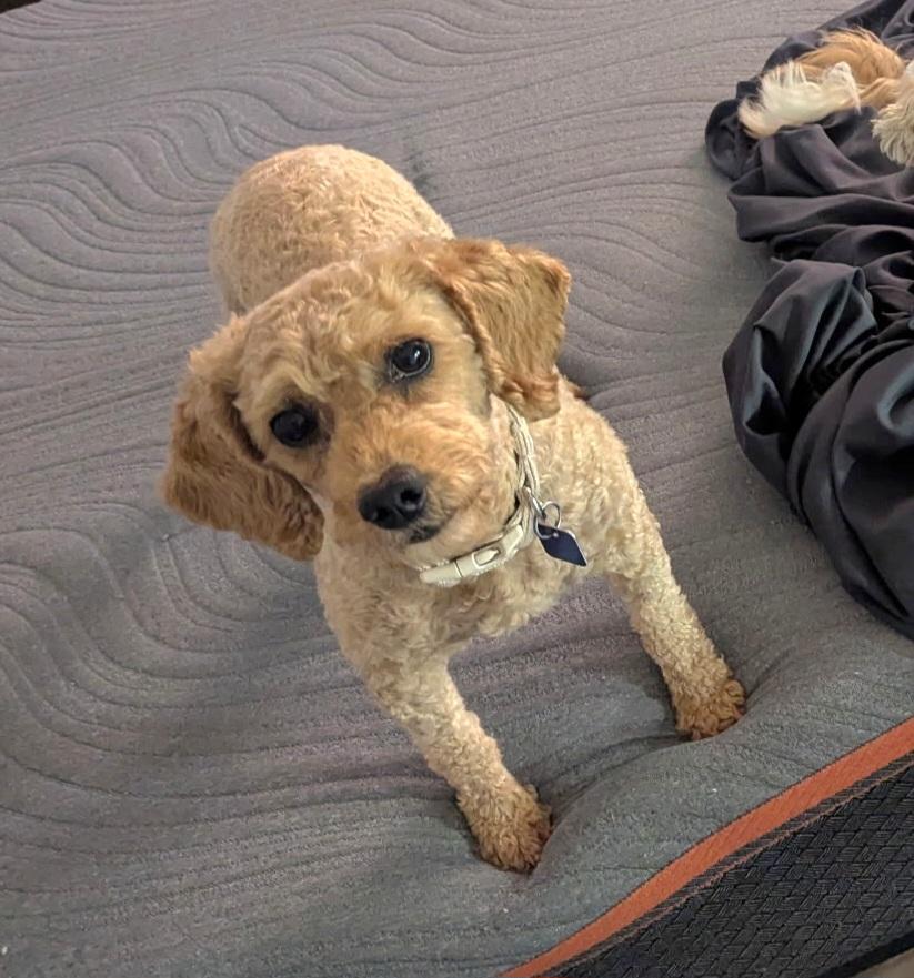 Harlow, a ADOPTABLE Miniature Poodle in Maumee, OH image 4/4