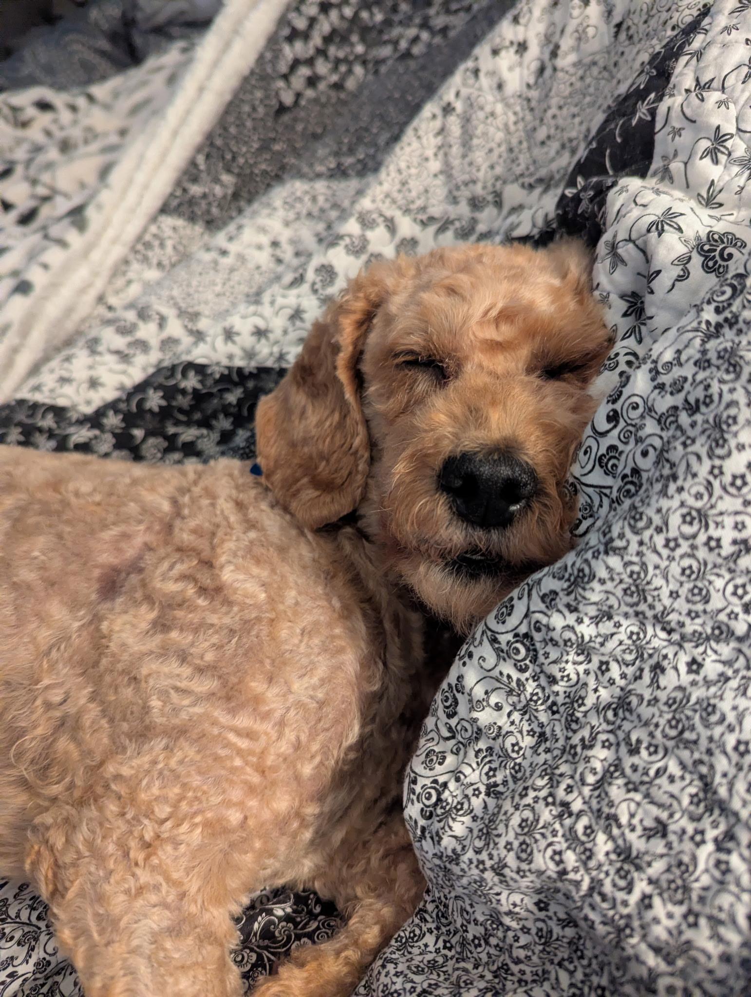 Harlow, a ADOPTABLE Miniature Poodle in Maumee, OH image 1/4