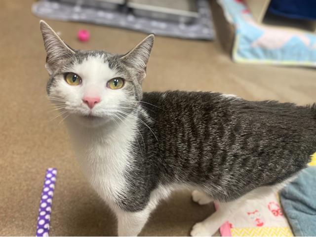 LUNA, Adoptable, Young Female Domestic Short Hair.