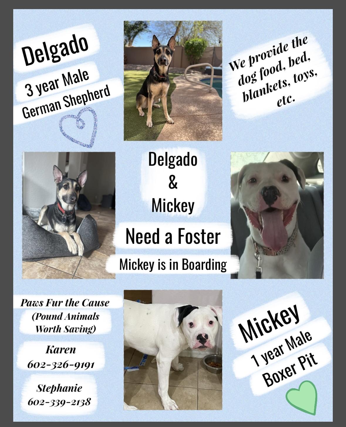 WANTED: ** FOSTERS* *, we provide the food, blanket, pup pads, toys and anything else you might need