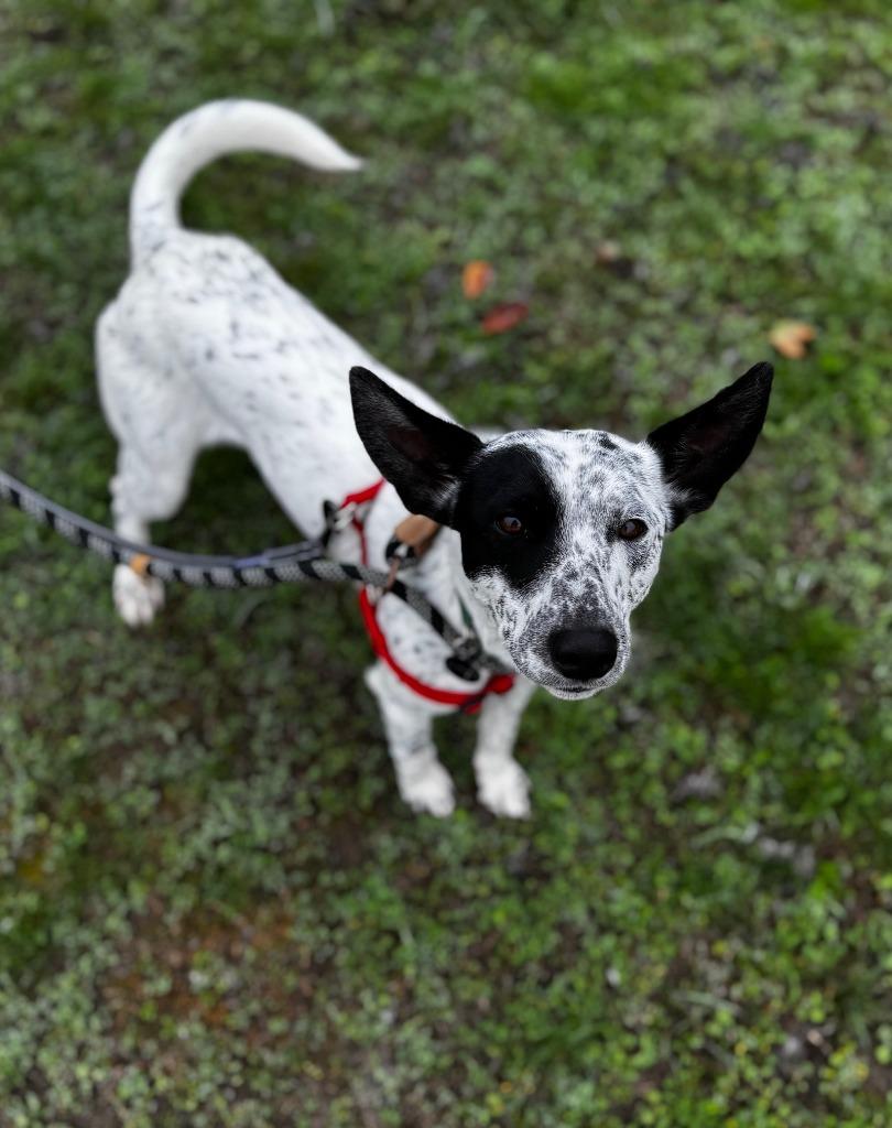 Sparky, Adoptable, Adult Male Cattle Dog.