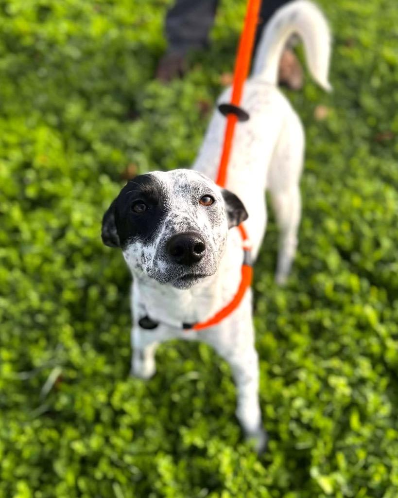 Enlarge Sparky, a Adoptable Cattle Dog in Grants Pass, OR image 2/6