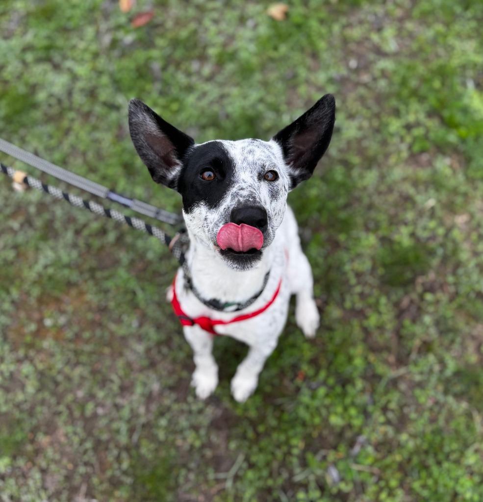 Enlarge Sparky, a Adoptable Cattle Dog in Grants Pass, OR image 3/6