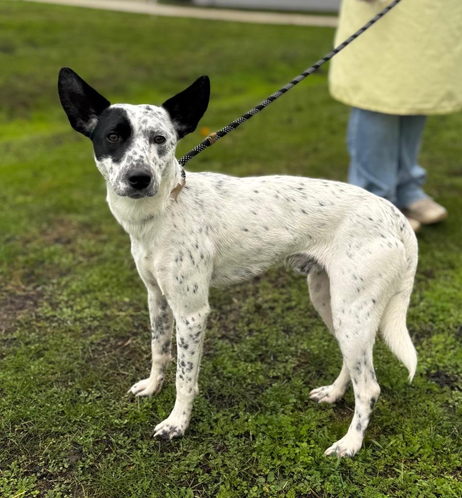 Enlarge Sparky, a Adoptable Cattle Dog in Grants Pass, OR image 4/6